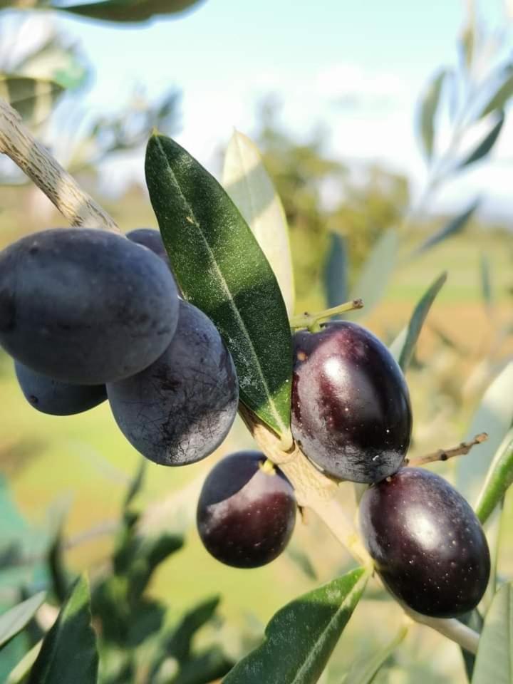 Il Punto Verde SantʼAntonio Zewnętrze zdjęcie
